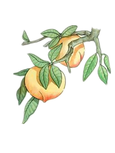手绘桃树高清PNG透明装饰元素植物设计素材免费下载