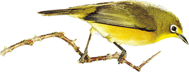 手绘可爱黄色小鸟端午节创意高清PNG透明图片设计素材免费下载