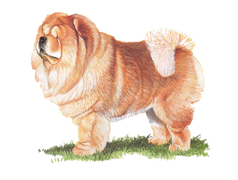 手绘松狮犬圣诞节高清PNG透明图片设计素材免费下载