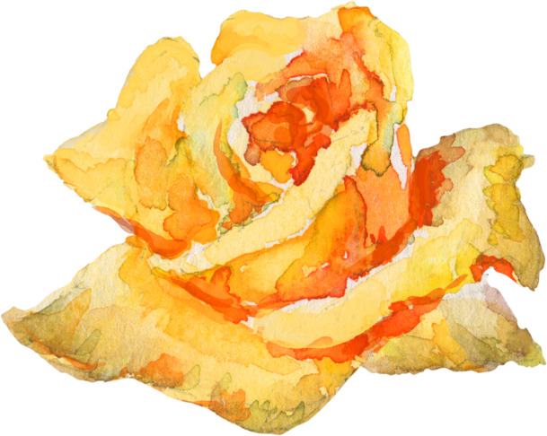 黄玫瑰高清PNG透明图片-情人节节日元素设计素材免费下载