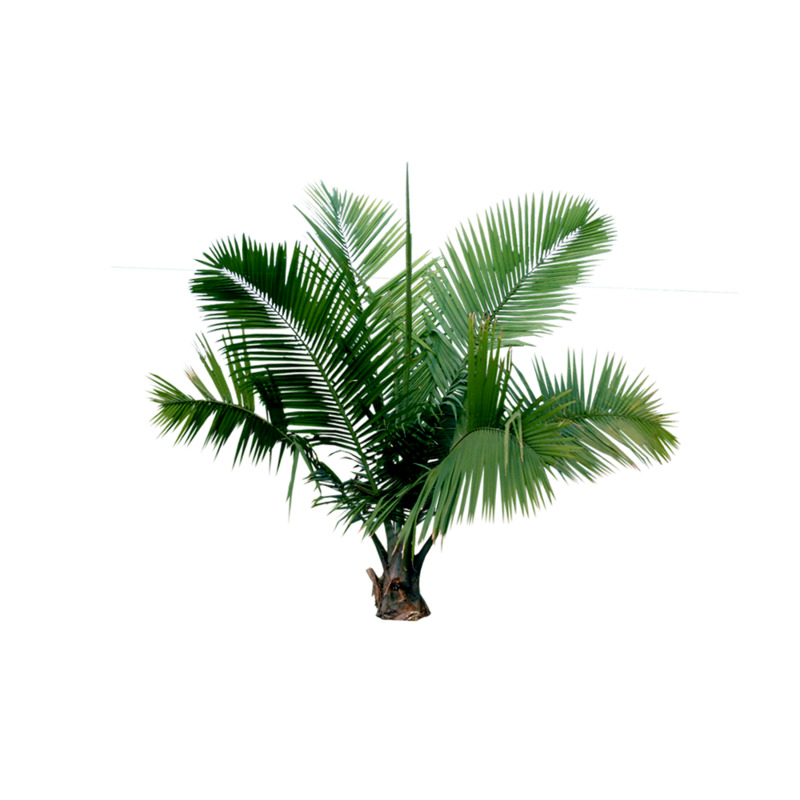 热带椰树植物高清PNG透明免扣设计素材免费下载