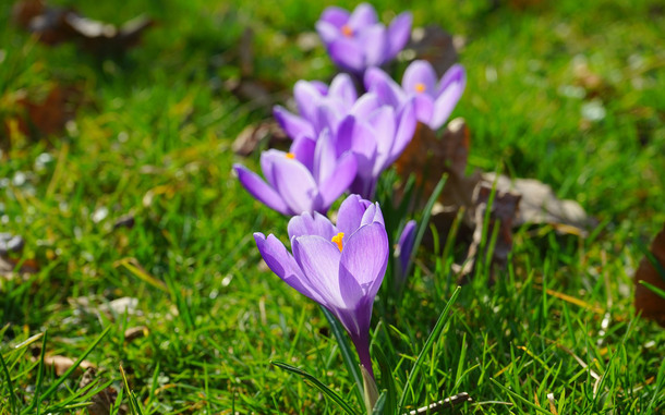 紫色草地藏红花高清PNG透明背景摄影风景设计素材免费下载