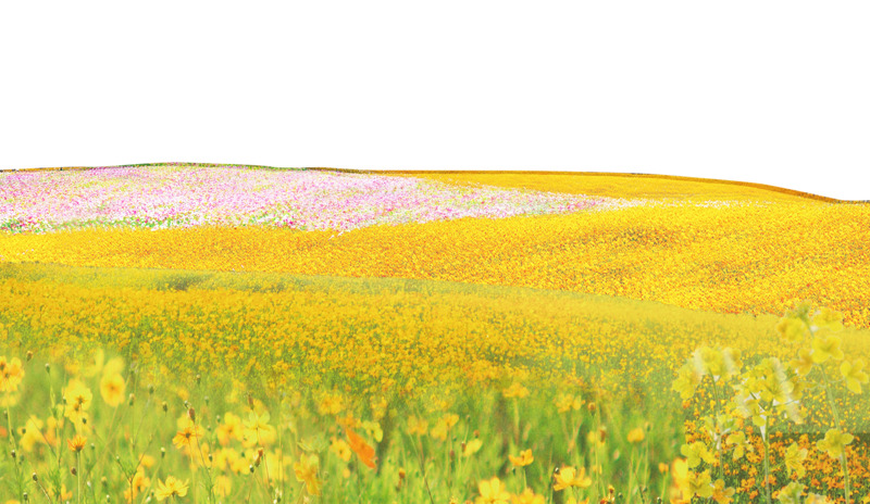 春游郊游油菜花地高清PNG透明背景摄影风景设计素材免费下载