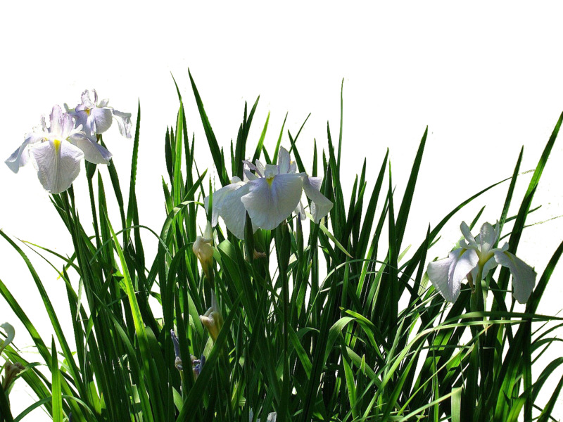 小清新鸢尾草免抠高清PNG透明动植物设计素材免费下载