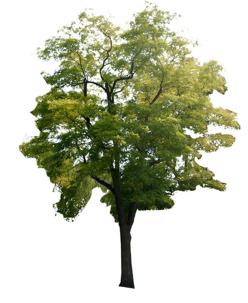 国槐高清PNG透明免扣动植物植物设计素材免费下载