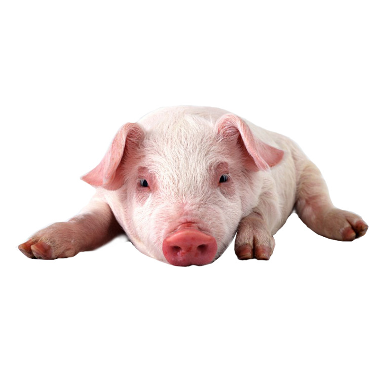 猪高清PNG透明图片-动植物动物设计素材免费下载