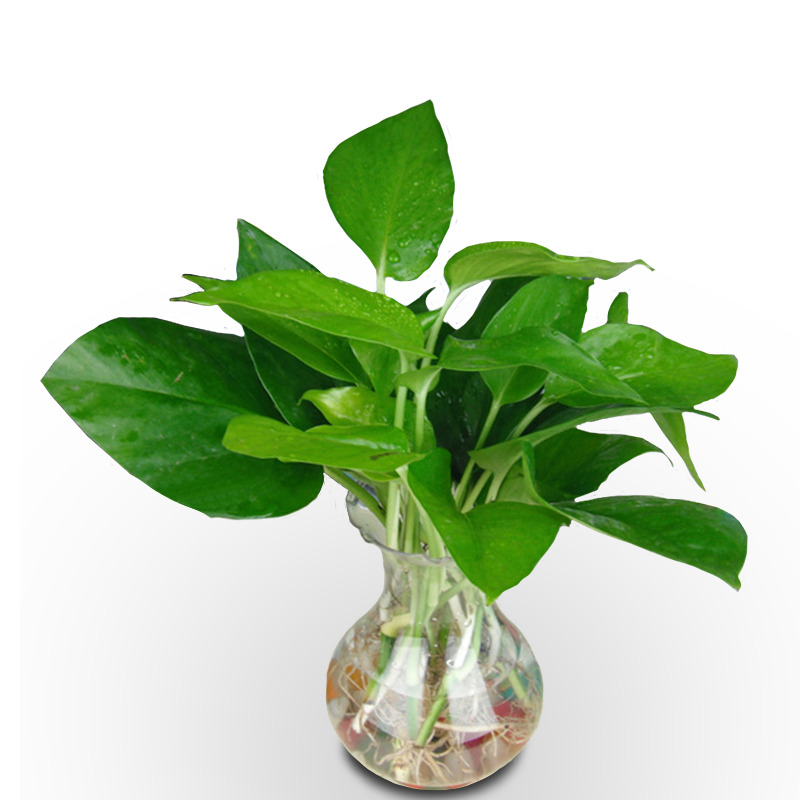 水生植物高清PNG透明图片-动植物设计素材免费下载