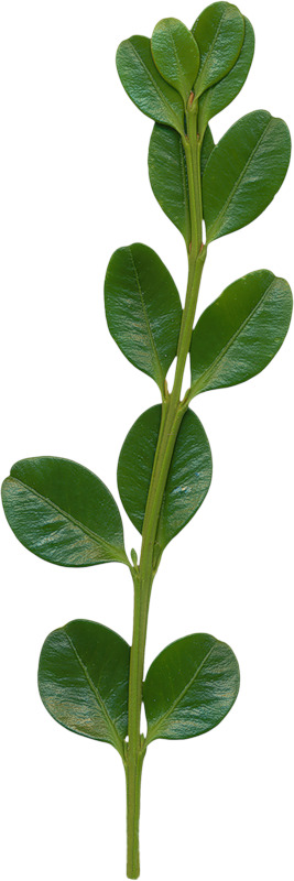 藤蔓真实叶子高清PNG透明漂浮元素设计素材免费下载