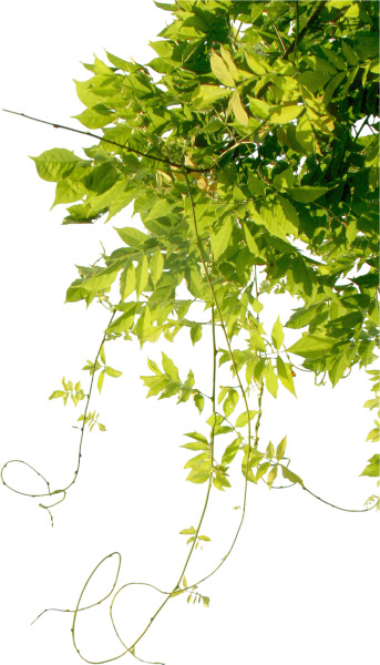藤蔓绿叶高清免抠PNG透明漂浮元素设计素材免费下载
