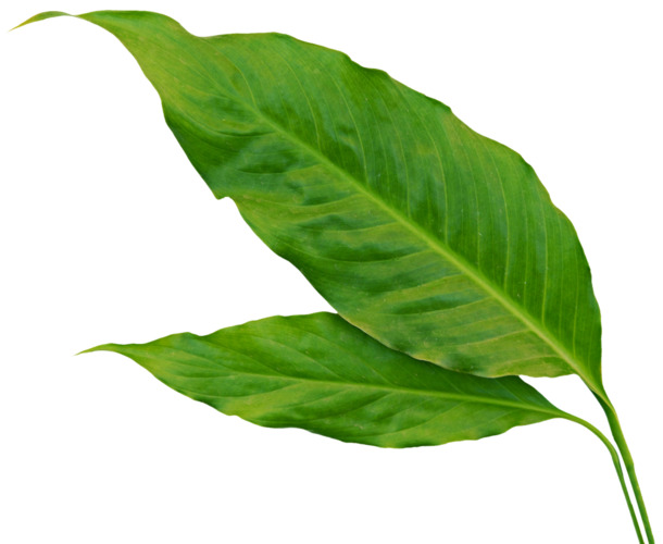 长方形叶子高清PNG透明漂浮元素设计素材免费下载