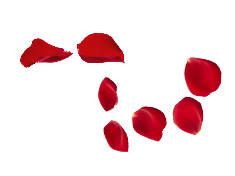 浪漫玫瑰花瓣高清PNG透明漂浮元素设计素材免费下载