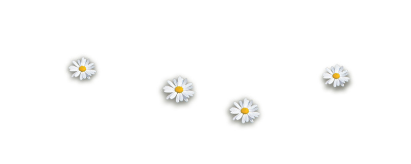 白色小花高清PNG透明漂浮花瓣设计素材免费下载