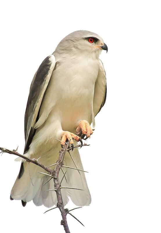 鸟高清PNG透明图片-动物装饰元素设计素材免费下载