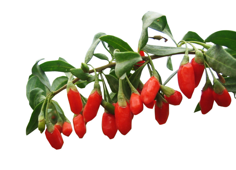 枸杞高清PNG透明装饰植物设计素材免费下载