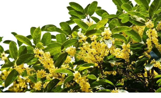 桂花高清PNG透明图片-植物装饰元素设计素材免费下载