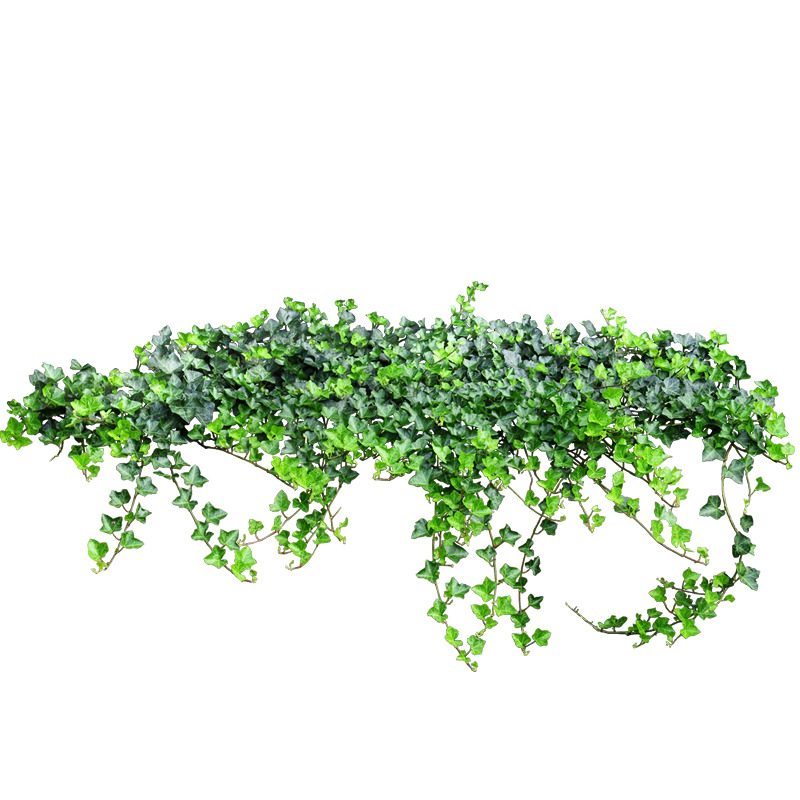 爬山虎高清PNG透明装饰元素植物设计素材免费下载