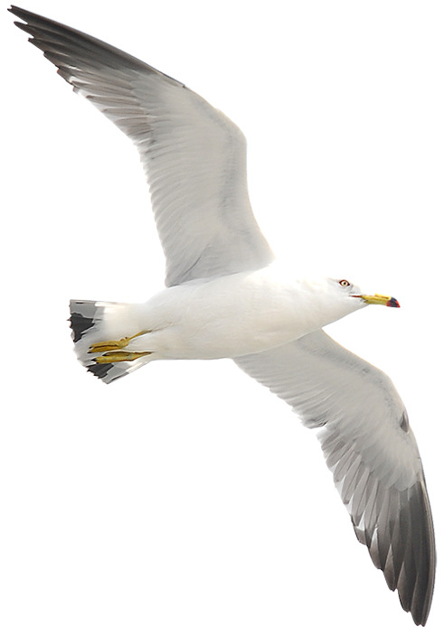 大鹏展翅翱翔天际高清PNG透明动物装饰设计素材免费下载
