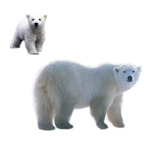 北极熊高清PNG透明装饰元素动物设计素材免费下载