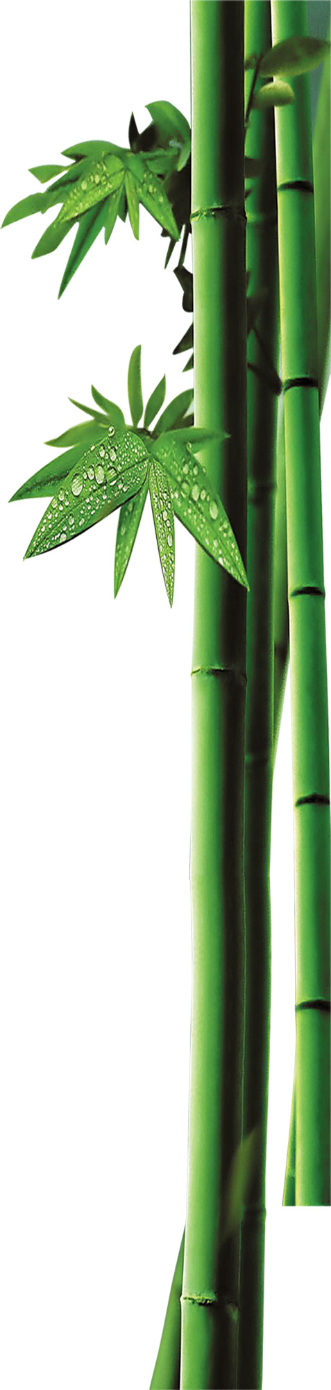 端午节竹子绿叶装饰高清PNG透明图片素材免费下载