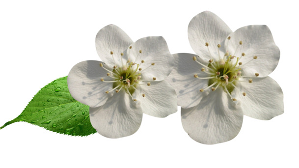 梨花花瓣与树叶高清PNG透明装饰元素植物设计素材免费下载