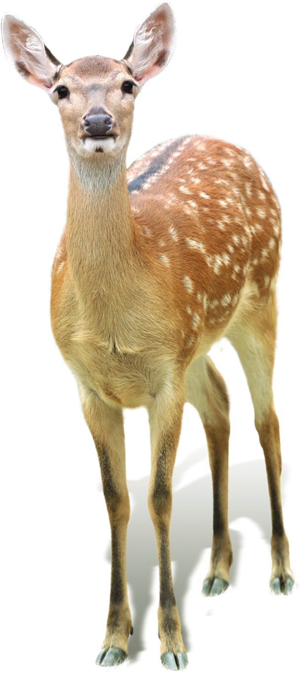 卡通长颈鹿梅花鹿高清PNG透明装饰元素动物设计素材免费下载