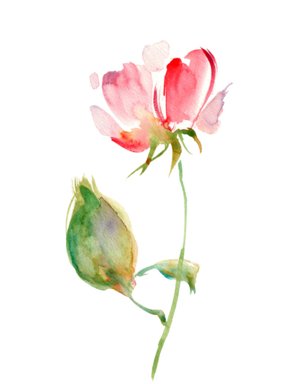 花开水彩高清PNG透明情人节节日元素设计素材免费下载