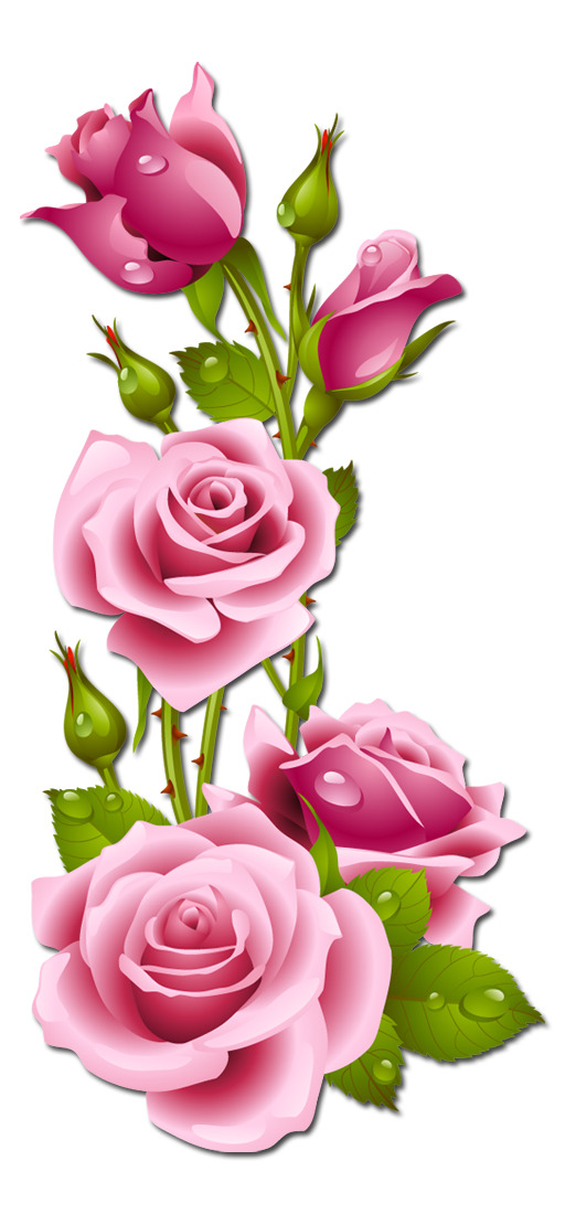 玫瑰粉色花手绘高清PNG透明素材-情人节节日元素设计免费下载