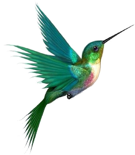 青鸟高清PNG透明手绘卡通元素图片设计素材免费下载