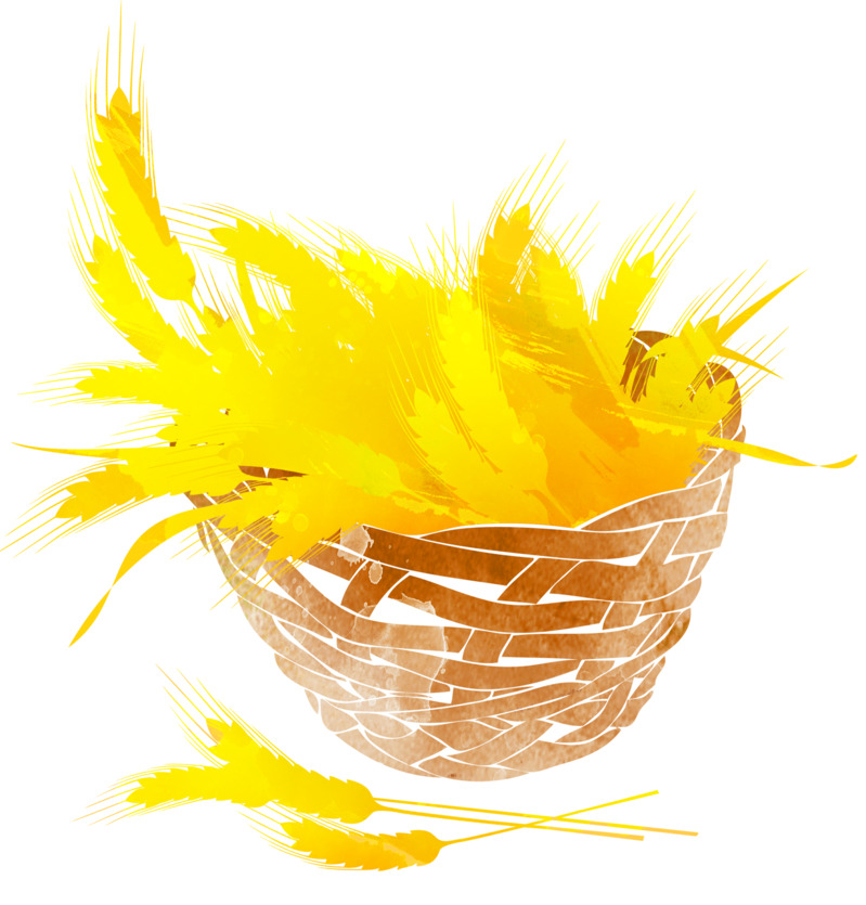 手绘麦穗芒种二十四节气高清PNG透明免扣设计素材免费下载