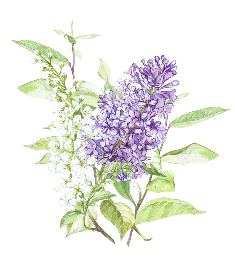 紫色薰衣草手绘卡通元素高清PNG透明图片设计素材免费下载