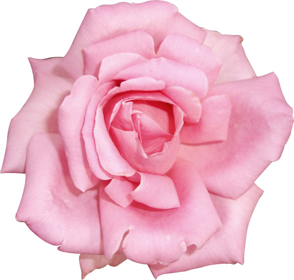 粉色玫瑰花高清PNG透明动植物设计素材免费下载