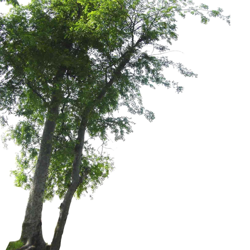 景观前景树高清PNG透明动植物元素植物设计素材免费下载