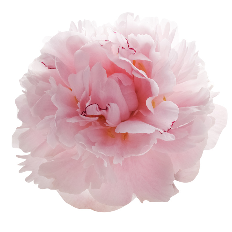 盛开粉色鲜花高清PNG透明动植物植物设计素材免费下载