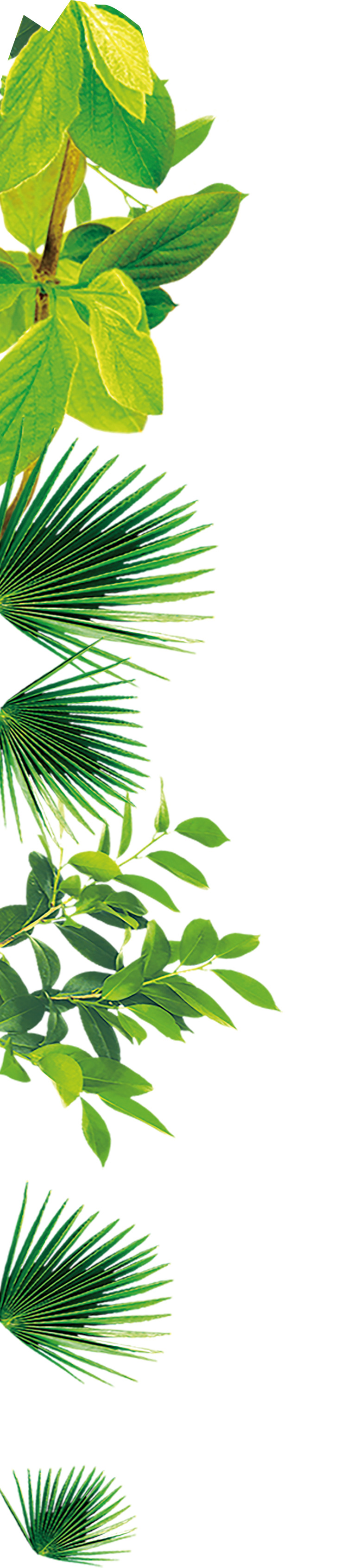 版纳热带雨林动植物高清PNG透明图片设计素材免费下载