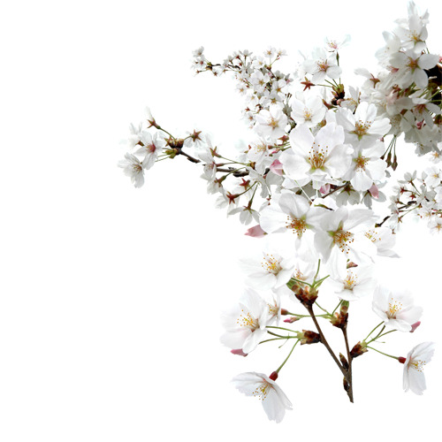 高清透明杏花白簇装饰植物PNG设计素材免费下载