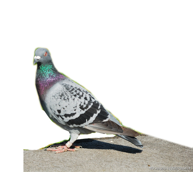 站立家鸽高清PNG透明动植物动物设计素材免费下载