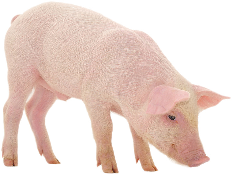 家养小猪侧面高清PNG透明动植物动物设计素材免费下载