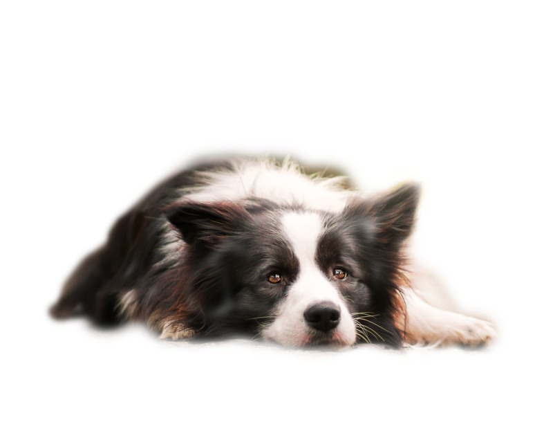 趴着的边牧高清PNG透明图片-动物设计素材免费下载