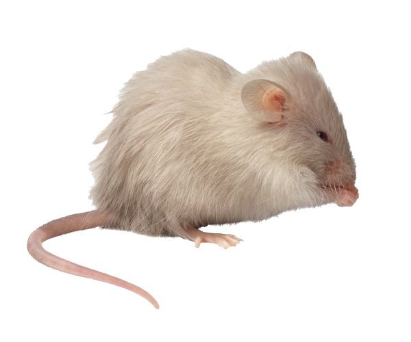 白色小老鼠高清PNG透明图片-动物设计素材免费下载