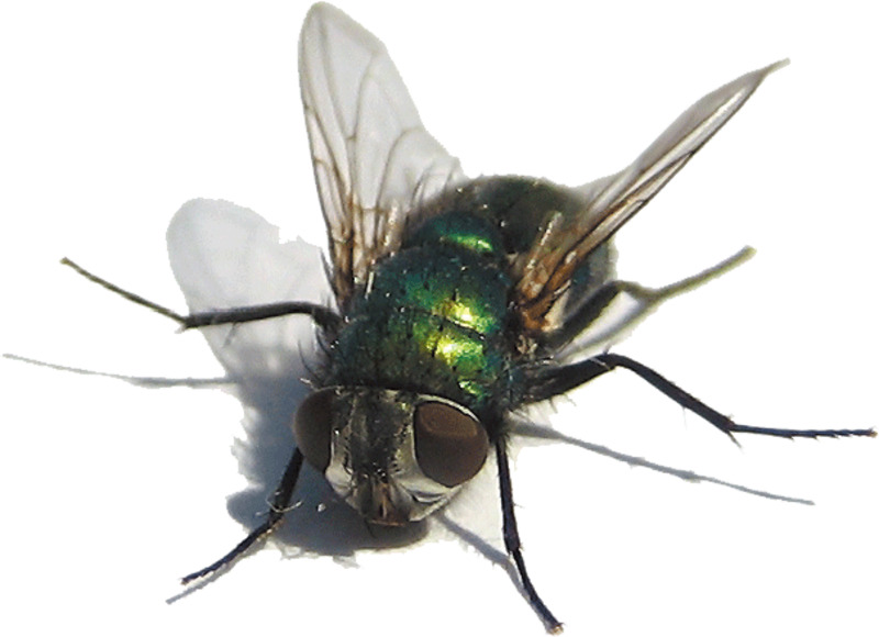 绿头苍蝇高清PNG透明图片-动植物动物设计素材免费下载