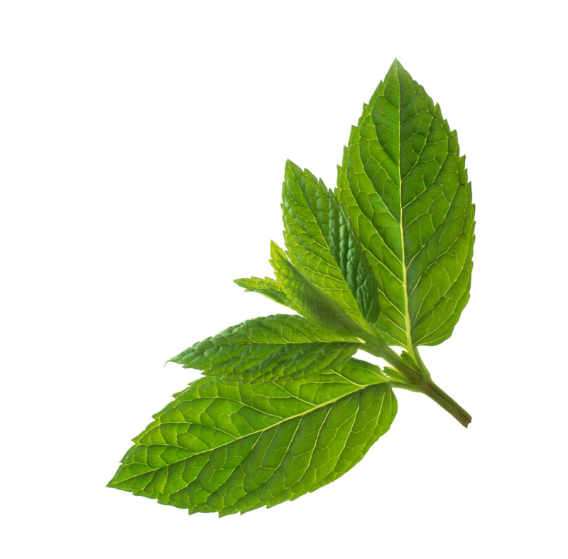 薄荷绿色动植物元素植物高清PNG透明设计素材免费下载