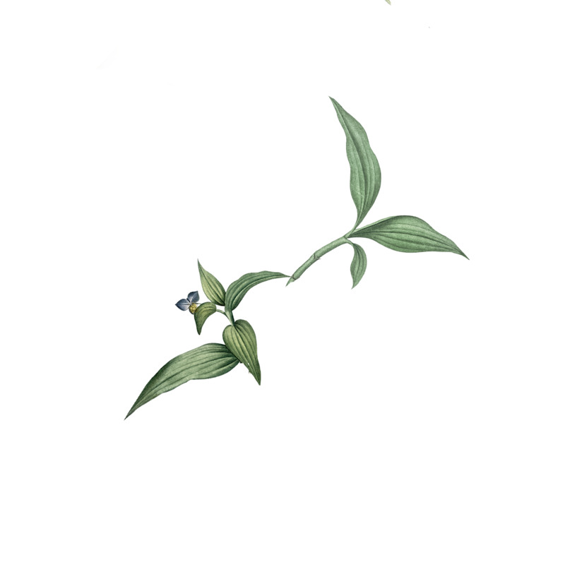 手绘简约花卉纹理高清PNG透明动植物设计素材免费下载