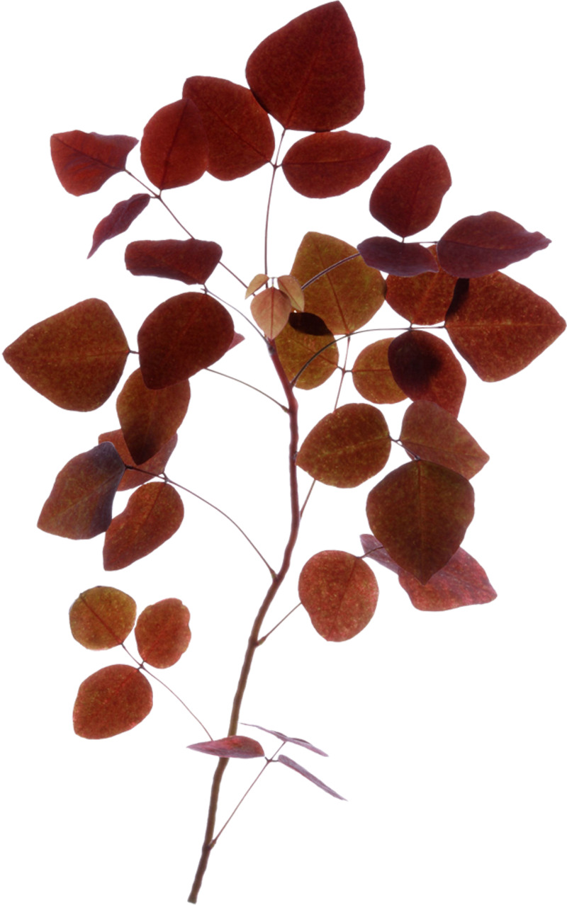 枫叶高清PNG透明漂浮叶子设计素材免费下载