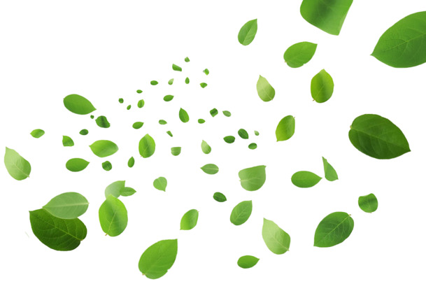 树叶漂浮高清PNG透明图片设计素材-免费下载漂浮元素叶子图片