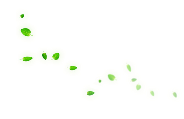 漂浮落叶高清PNG透明图片设计素材免费下载