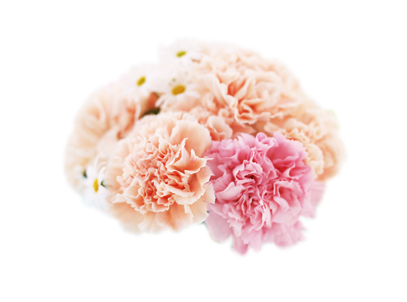 粉色康乃馨高清PNG透明漂浮花瓣设计素材免费下载