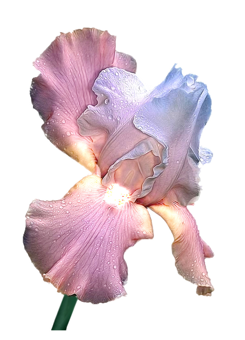 开败鸢尾花高清PNG透明漂浮花瓣设计素材免费下载