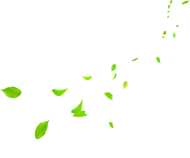 飘叶主题医院文化高清PNG透明漂浮叶子设计素材免费下载