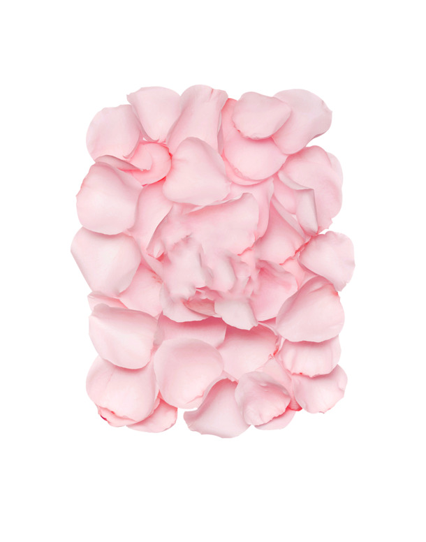粉色玫瑰花瓣造型高清PNG透明植物装饰设计素材免费下载