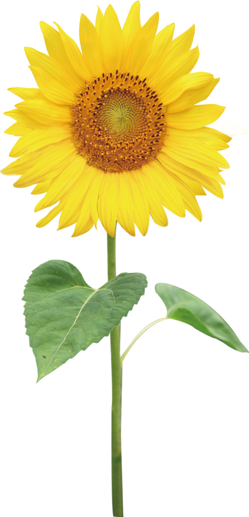黄色向日葵正面高清PNG透明装饰元素植物设计素材免费下载